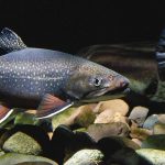 The Trout
